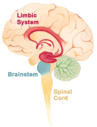 大脳辺縁系